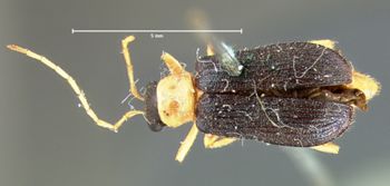 Media type: image; Entomology 18301   Aspect: habitus dorsal view